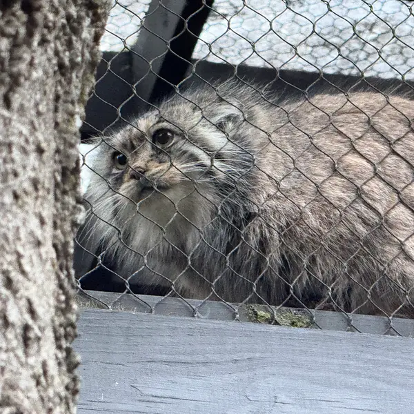 プロスペクト・パーク動物園のサルナイの写真