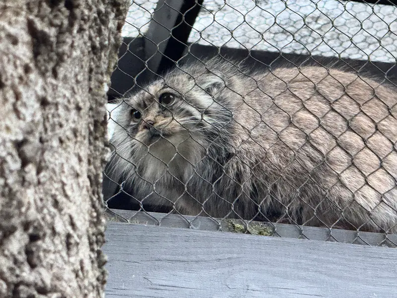 プロスペクト・パーク動物園のサルナイの写真