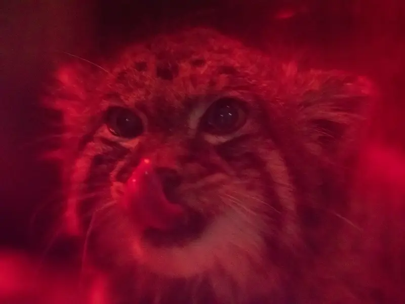 恩賜上野動物園のナイマの写真