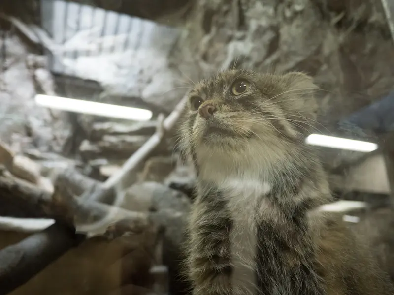 恩賜上野動物園のプリームラの写真