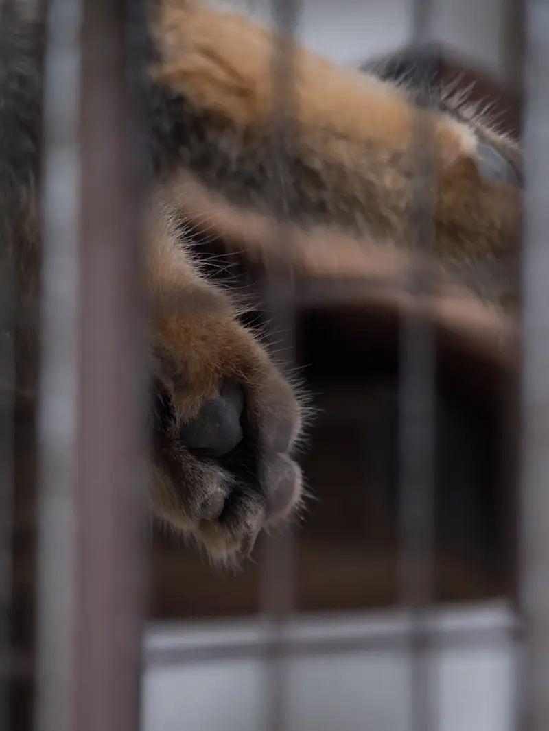 野毛山動物園のフィーガの写真