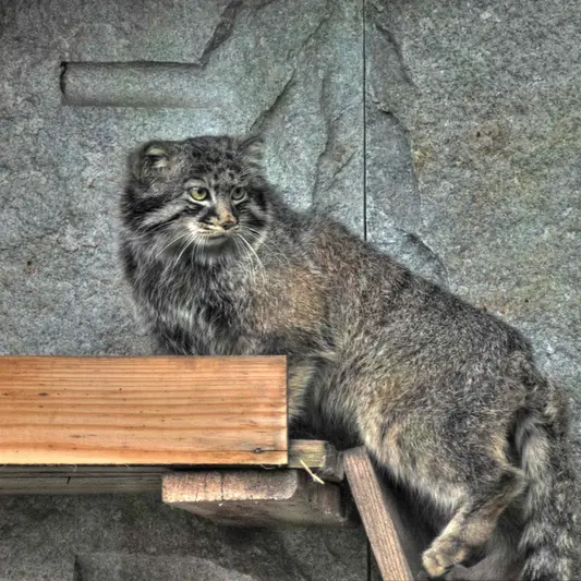 モスクワ動物園のダーライの写真