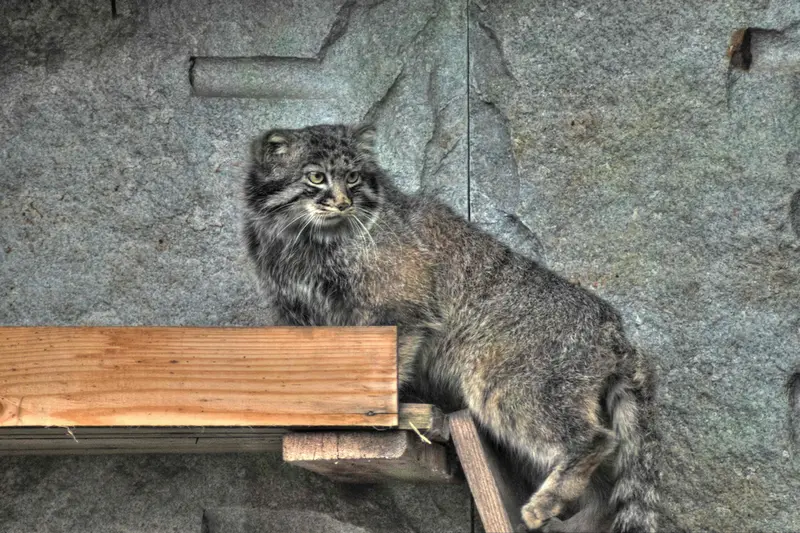 モスクワ動物園のダーライの写真