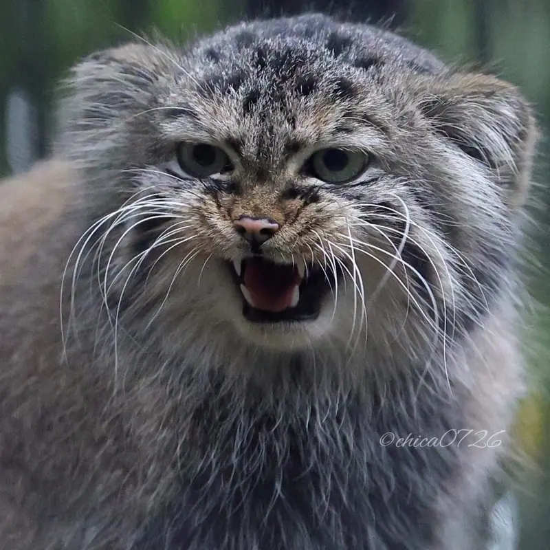ノヴォシビルスク動物園のガビの写真