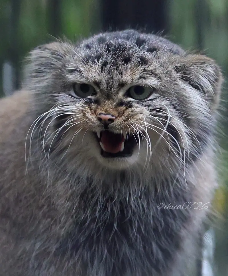 ノヴォシビルスク動物園のガビの写真