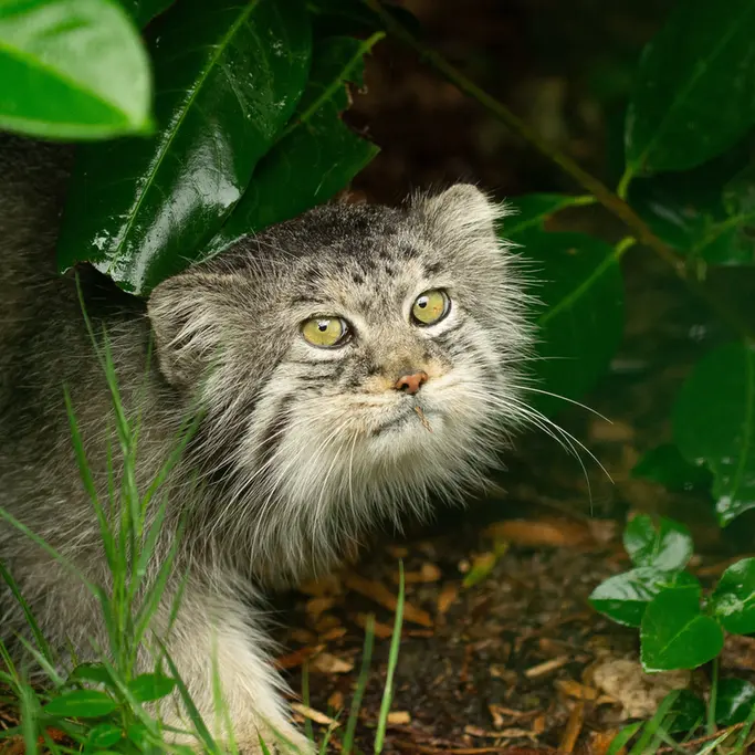 ビッグ・キャット・サンクチュアリのウェイ・シャンの写真