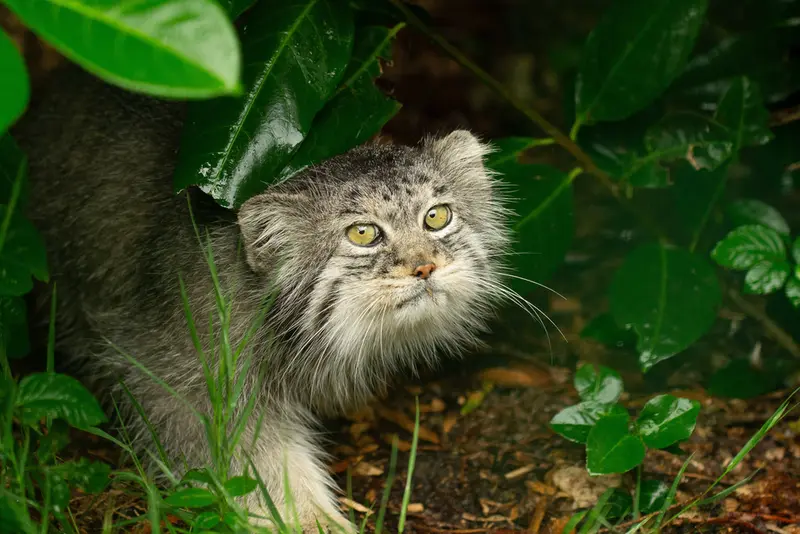 ビッグ・キャット・サンクチュアリのウェイ・シャンの写真