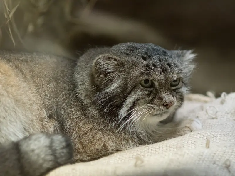 恩賜上野動物園のクリョンの写真