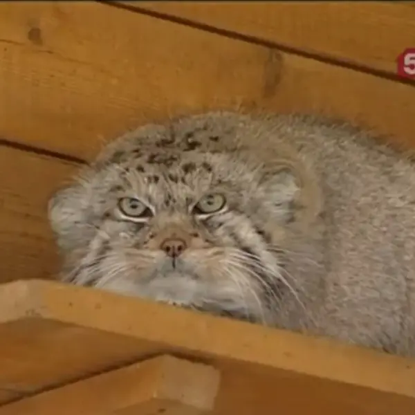 レニングラード動物園のセザールの写真