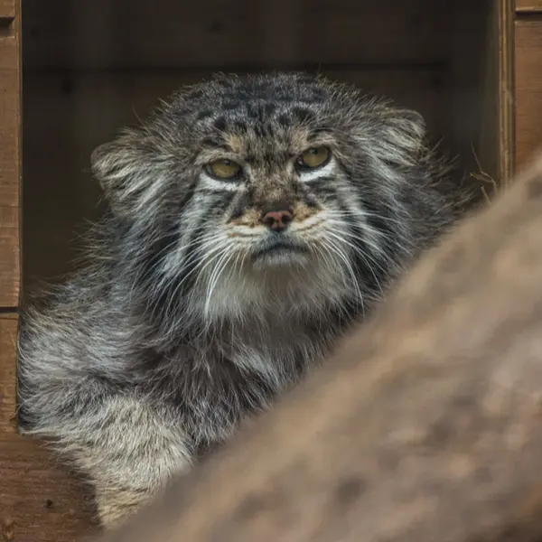 レニングラード動物園のスノークの写真