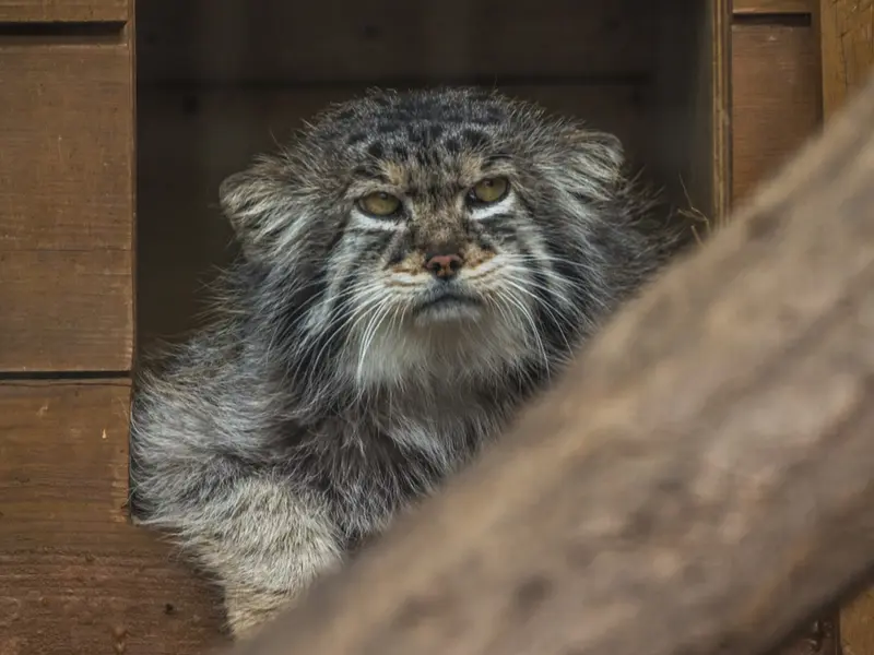 レニングラード動物園のスノークの写真