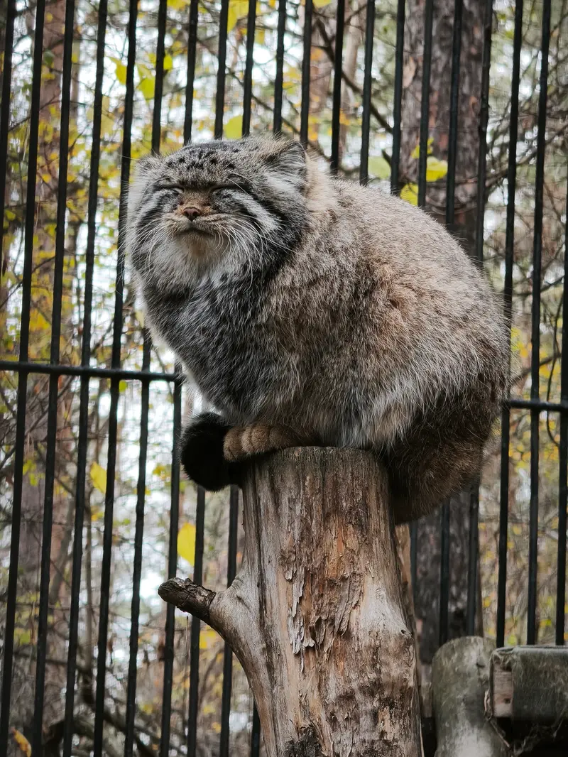 ノヴォシビルスク動物園のシルヴェスターの写真