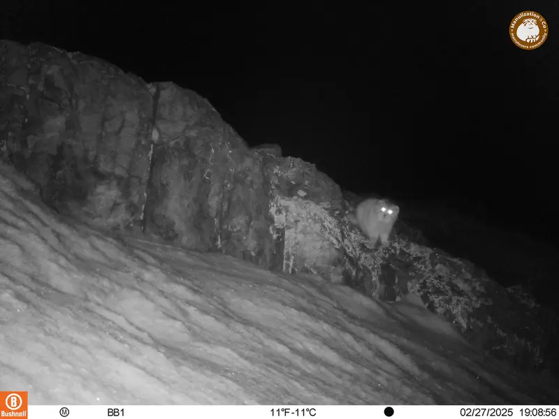 アクタス＝クンコラ［新］カメラトラップで撮影したOtocolobus manul manulの写真