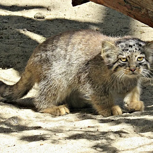 ノヴォシビルスク動物園のマヌルネコの写真