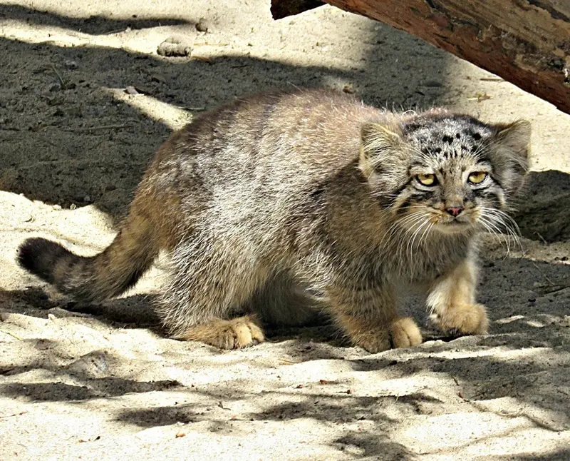 ノヴォシビルスク動物園のマヌルネコの写真