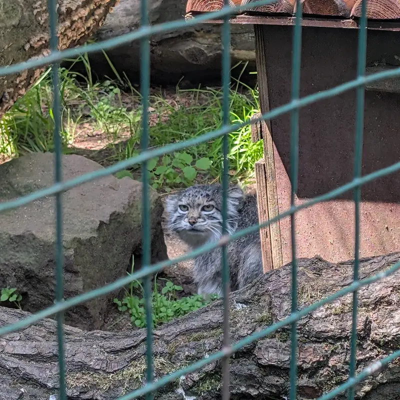 ホムトフ動物園のSiberian girlの写真