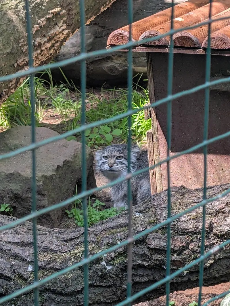 ホムトフ動物園のSiberian girlの写真