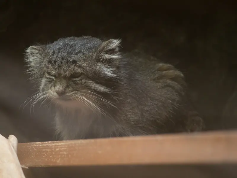 恩賜上野動物園のクリョンの写真