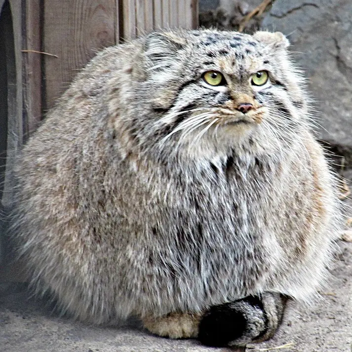 ノヴォシビルスク動物園のマヌルネコの写真