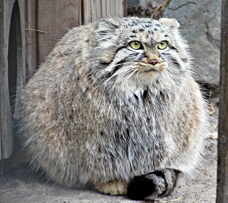 ノヴォシビルスク動物園のマヌルネコの写真