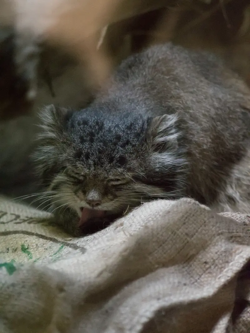 恩賜上野動物園のクリョンの写真