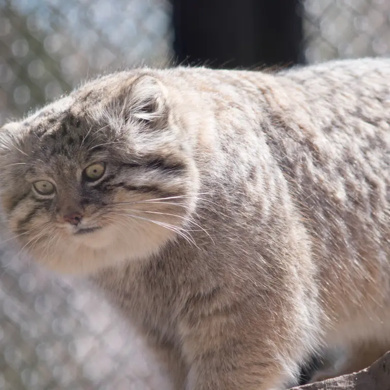 埼玉県こども動物自然公園のロータスの写真