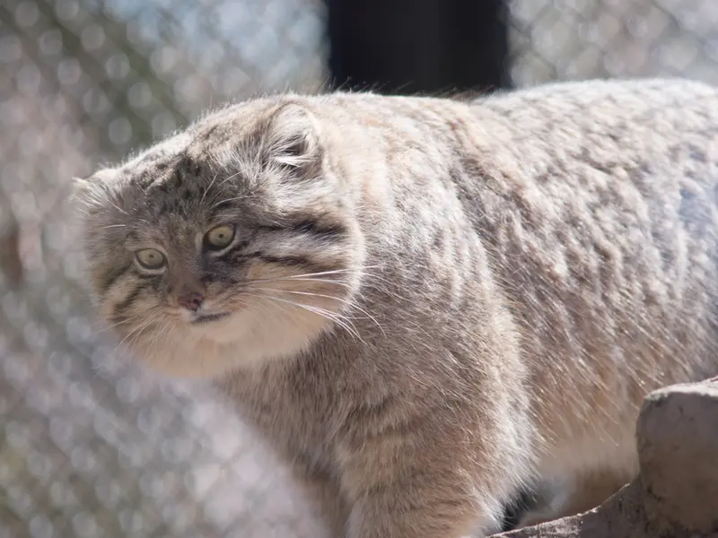 埼玉県こども動物自然公園のロータスの写真