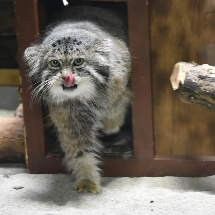 恩賜上野動物園のクリョンの写真
