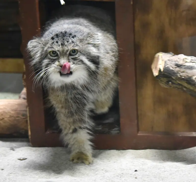恩賜上野動物園のクリョンの写真