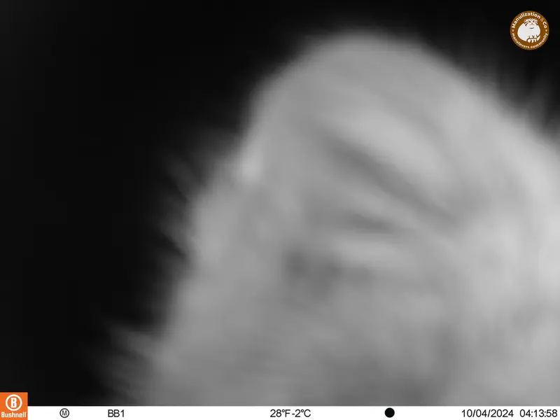 アクタス＝クンコラ［新］カメラトラップで撮影したOtocolobus manul manulの写真
