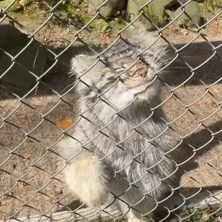 ポズナン新動物園のボジェンカの写真