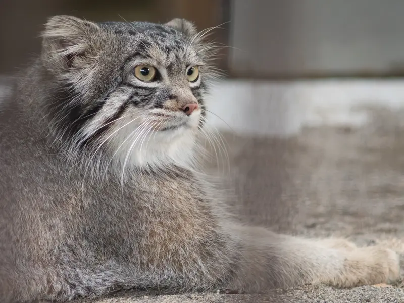 野毛山動物園のフィーガの写真