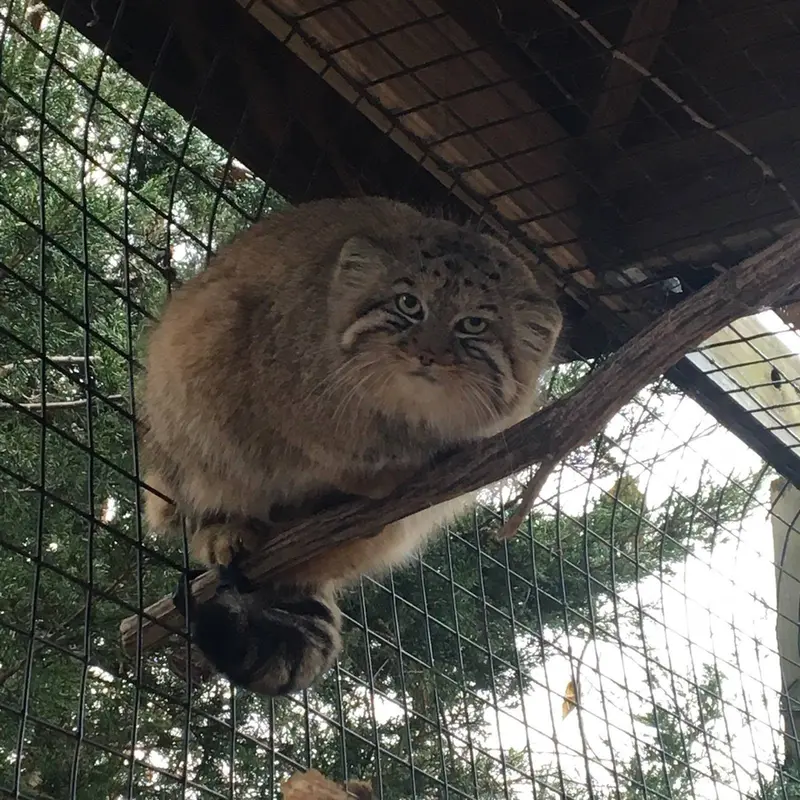 ミラー・パーク動物園のミーシャの写真