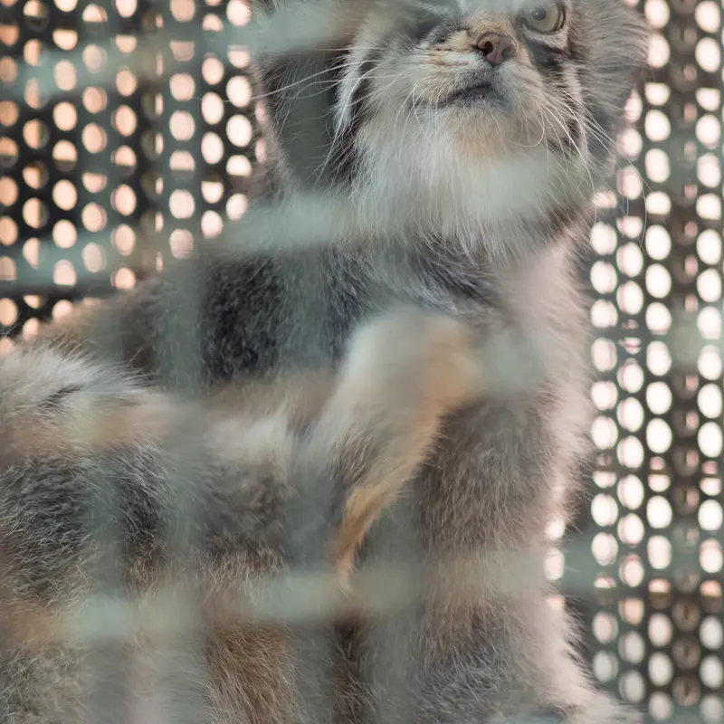 神戸市立王子動物園のイーリスの写真