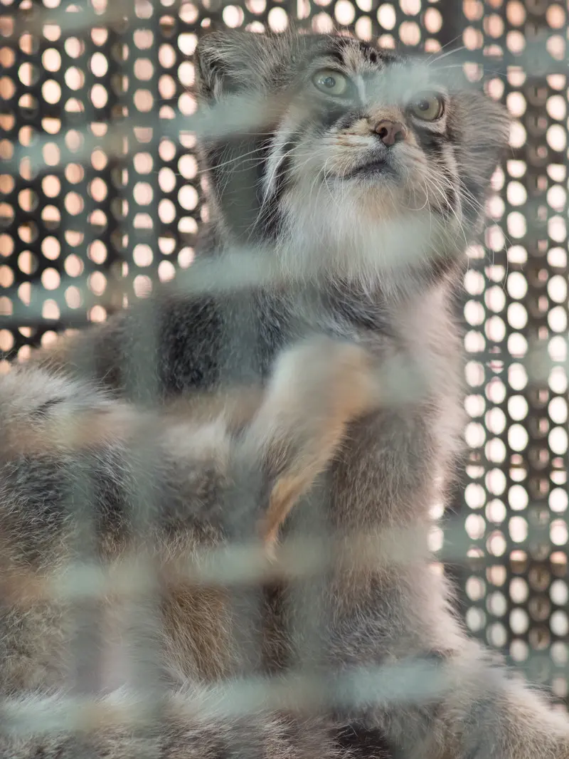 神戸市立王子動物園のイーリスの写真