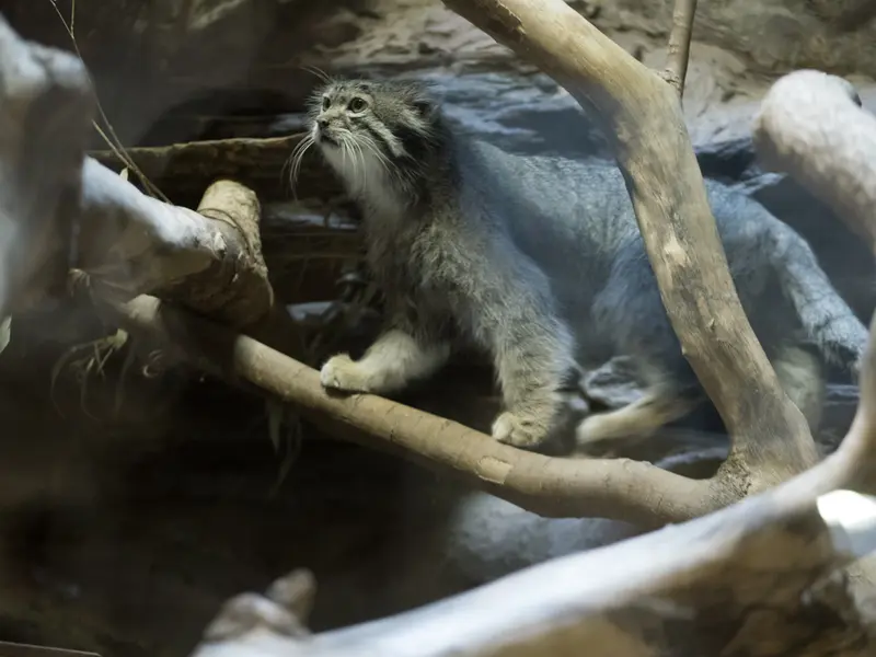 恩賜上野動物園のクリョンの写真
