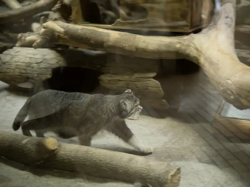 恩賜上野動物園のクリョンの写真