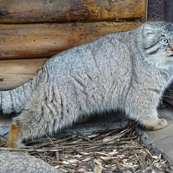 リガ動物園のビョルンの写真
