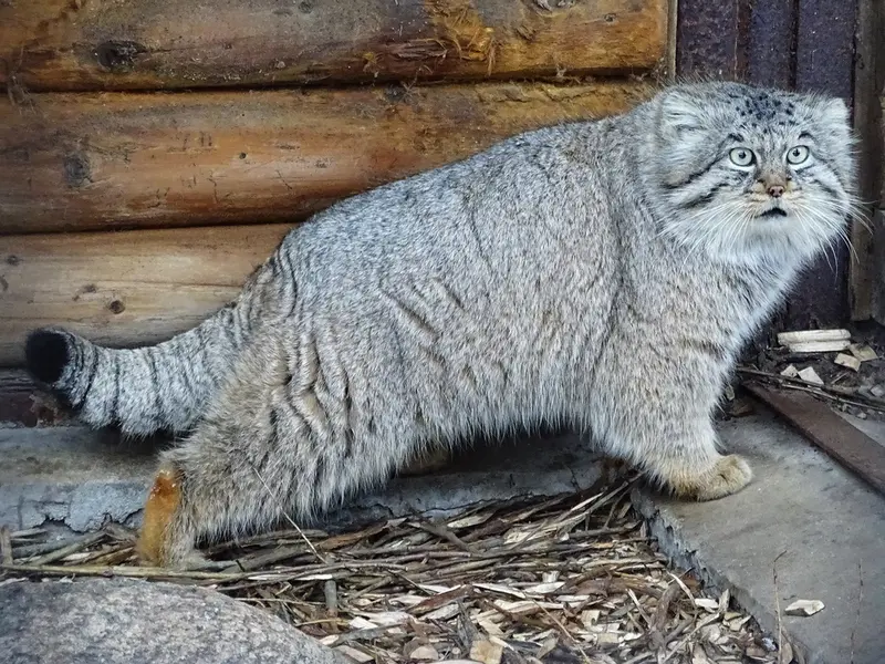 リガ動物園のビョルンの写真