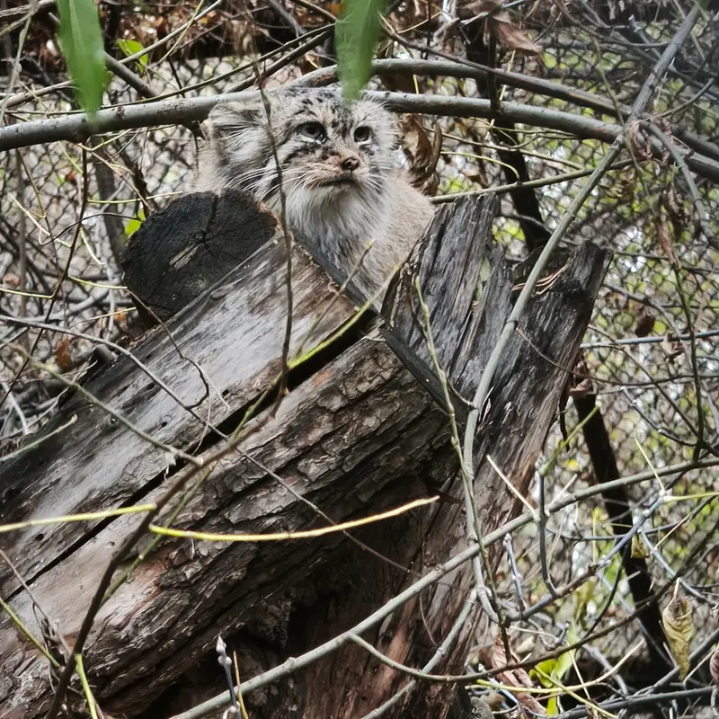 ノヴォシビルスク動物園のロロの写真
