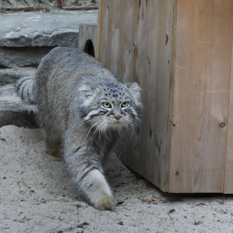 ノヴォシビルスク動物園のルフの写真
