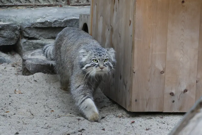 ノヴォシビルスク動物園のルフの写真