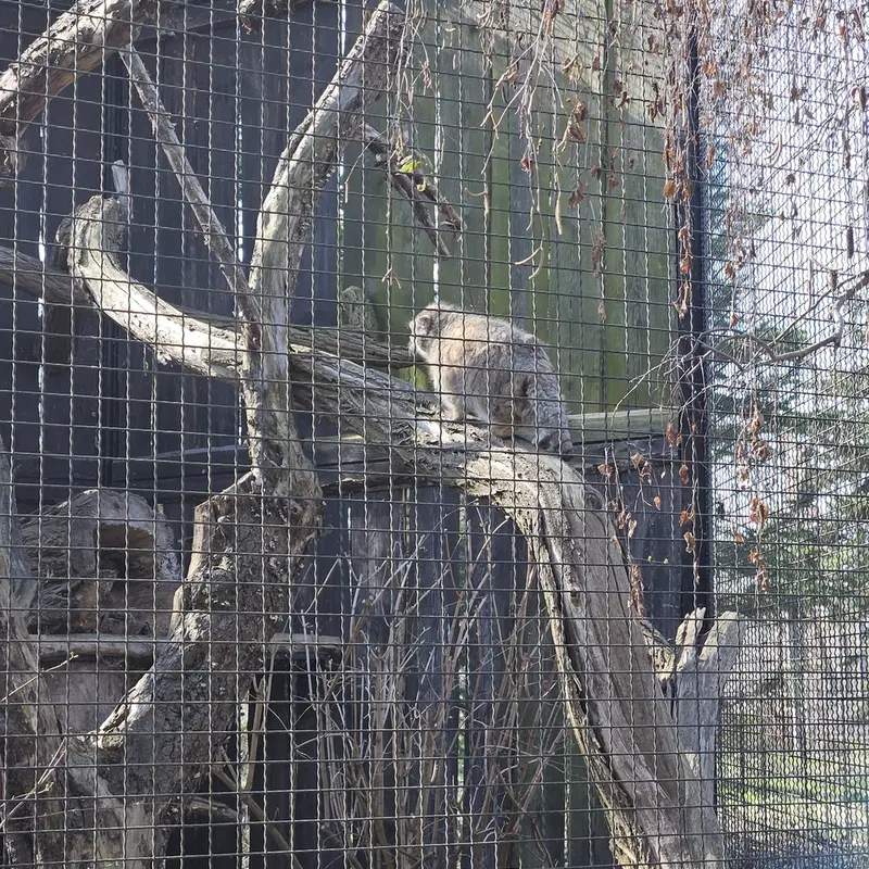 ワルシャワ動物園のジェシーの写真
