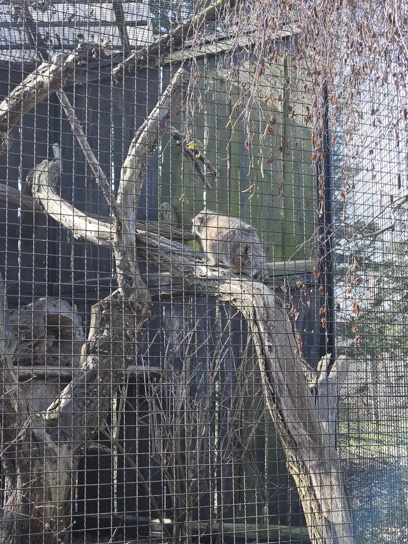 ワルシャワ動物園のジェシーの写真