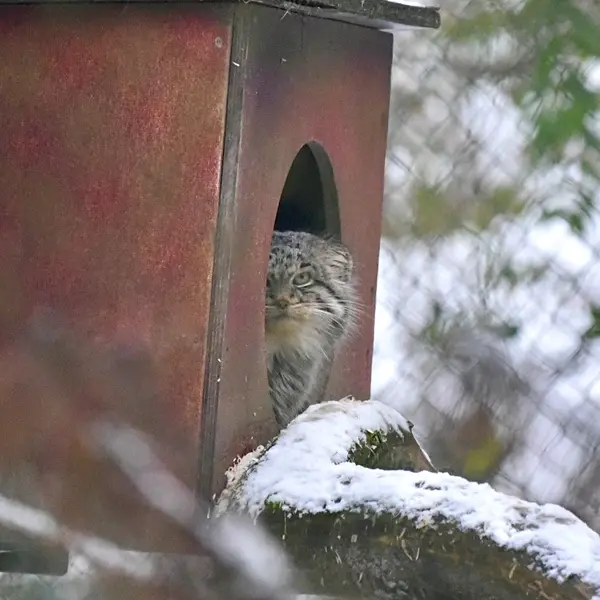 オペル動物園のバトゥの写真