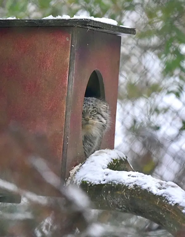 オペル動物園のバトゥの写真