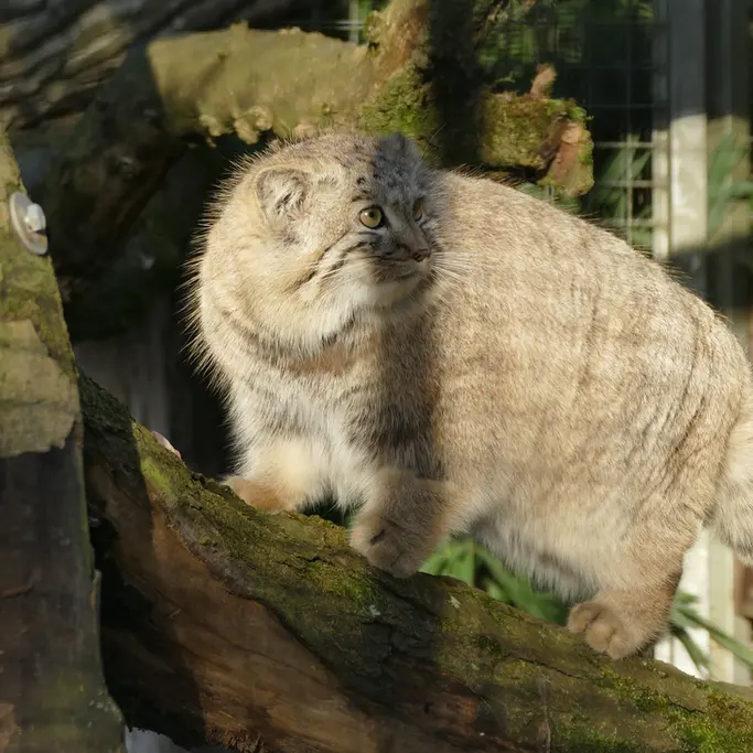 ノイヴィート動物園のアーサーの写真