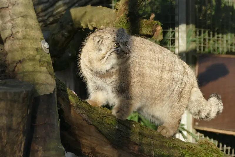ノイヴィート動物園のアーサーの写真