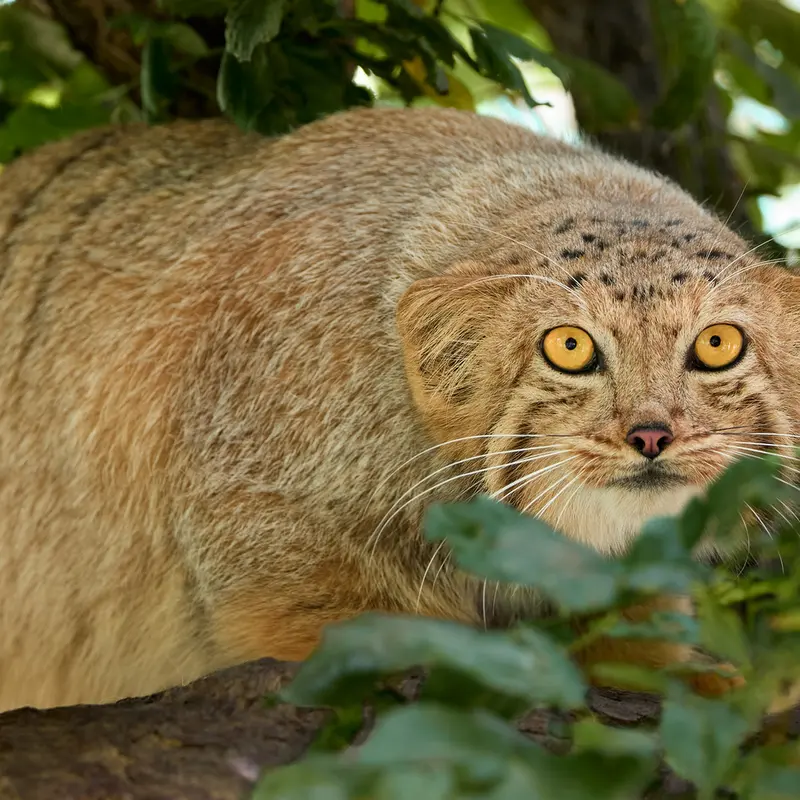 エレバン動物園のマノの写真