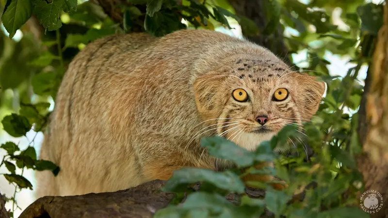 エレバン動物園のマノの写真